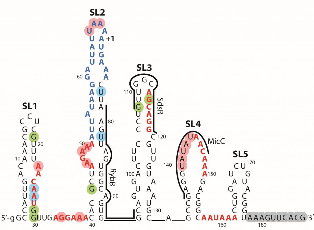 Struktura drugorzędowa mRNA ompD z zaznaczonymi miejscami wiązania sRNA (według Wróblewska, Olejniczak, RNA 2016).